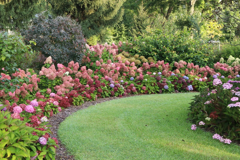 Little Lime Punch® Panicle Hydrangea (Paniculata)