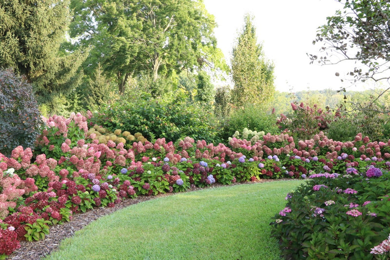 Little Lime Punch® Panicle Hydrangea (Paniculata)