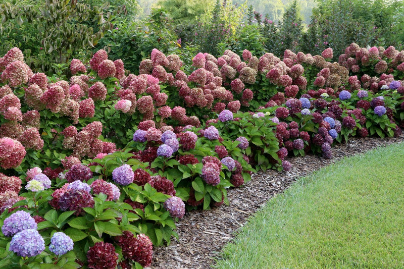 Little Lime Punch® Panicle Hydrangea (Paniculata)