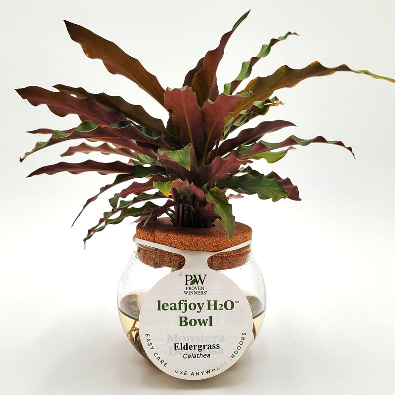 H2O® Bowl Color Full™ Elger Grass (Calathea rufibarba)