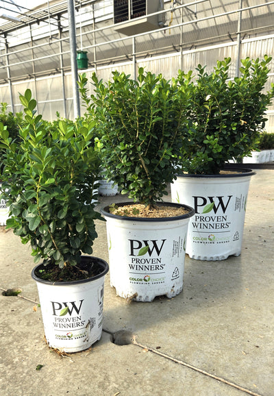 Sprinter® Boxwood (Buxus)