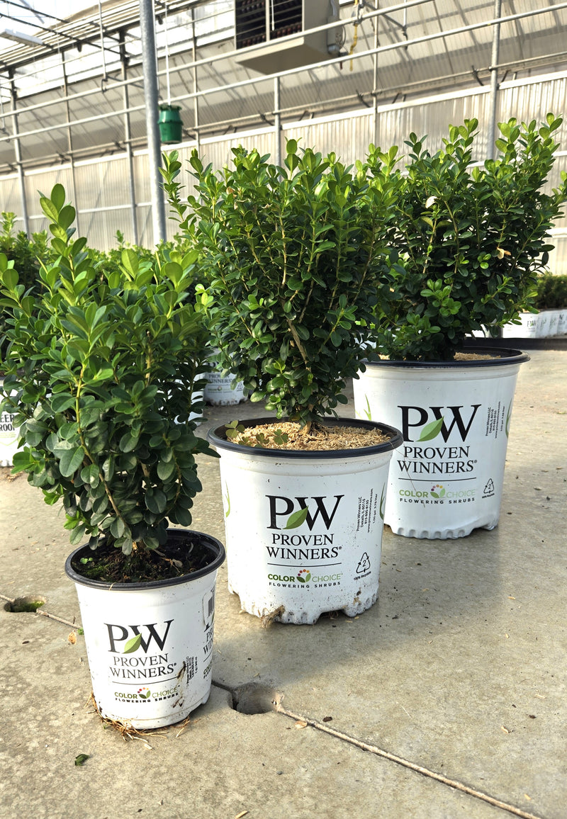 Sprinter® Boxwood (Buxus)