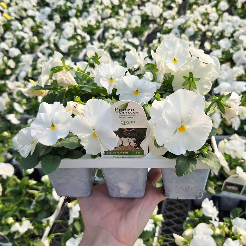 Proven Selections® Clear White Pansy (Viola)