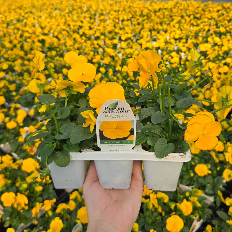 Proven Selections® Clear Yellow Pansy (Viola)