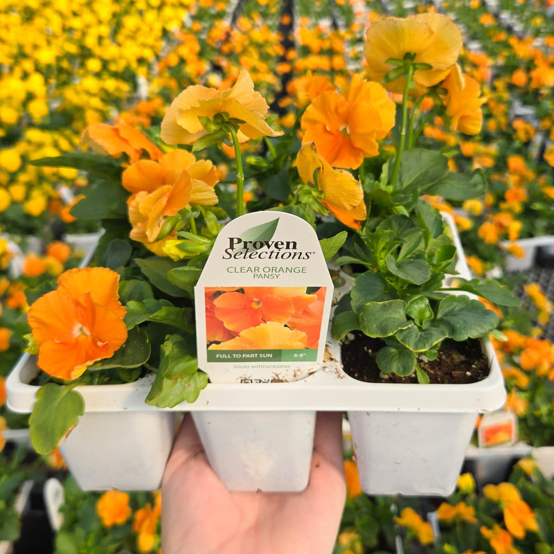 Proven Selections® Clear Orange Pansy (Viola)