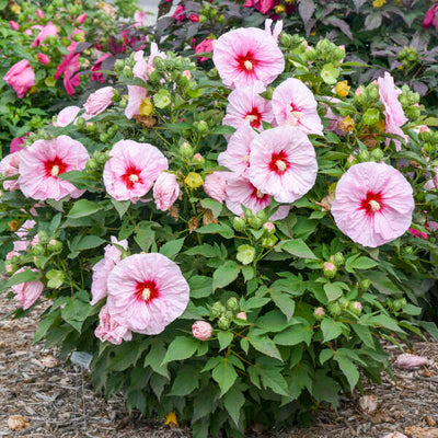 Summerific® 'All Eyes on Me' Rose Mallow (Hibiscus hybrid) - New to Proven Winners Direct™
