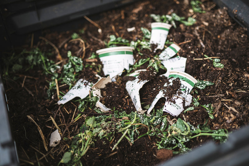 Purple Chablis™ Dead Nettle (Lamium)