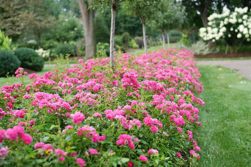 Oso Easy Peasy® Rose (Rosa hybrid) - Proven Winners® 2024 Rose of the Year