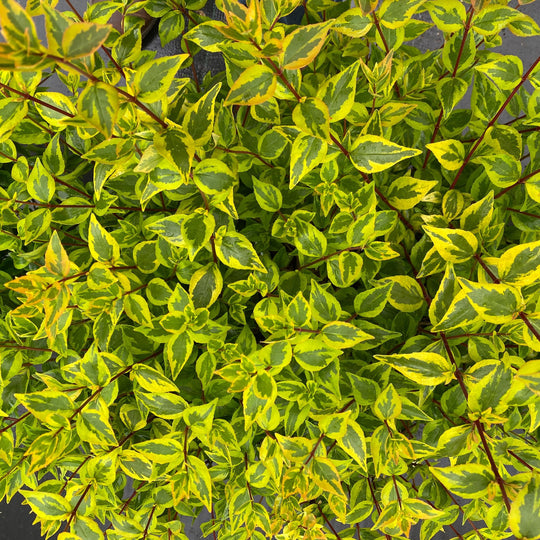 Brilliantina® Abelia (Abelia x grandiflora)