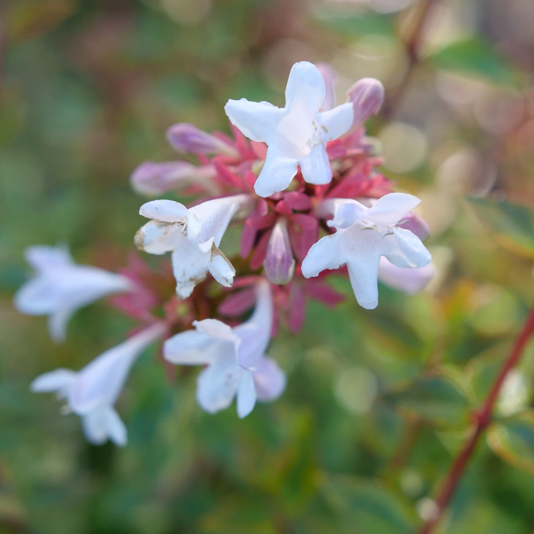 ABELIA 26インチ Abelia | Brilliantina® | Proven Winners® Shrubs – Proven Winners
