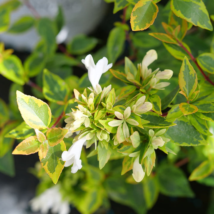 Brilliantina® Abelia (Abelia x grandiflora)