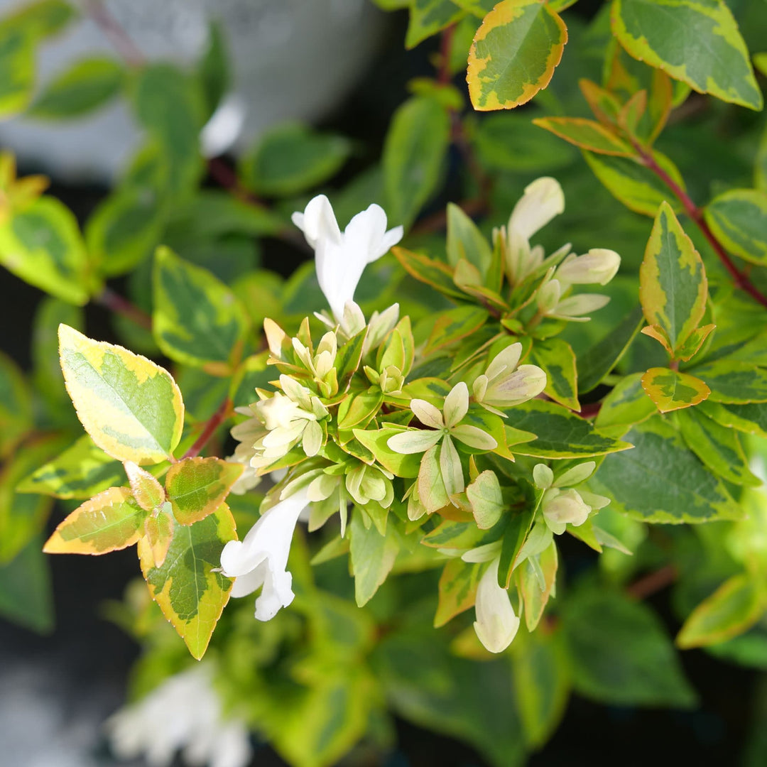 Abelia | Brilliantina® | Proven Winners® Shrubs – Proven Winners