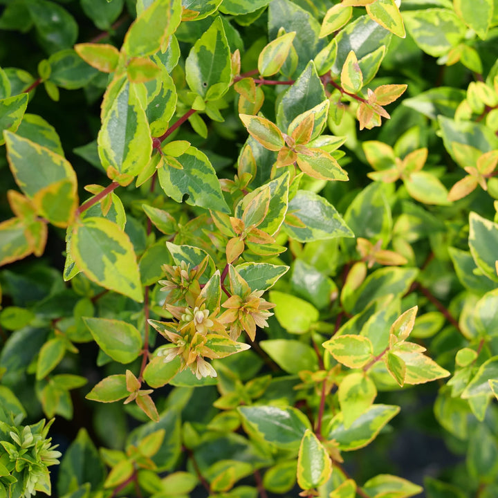Brilliantina® Abelia (Abelia x grandiflora)