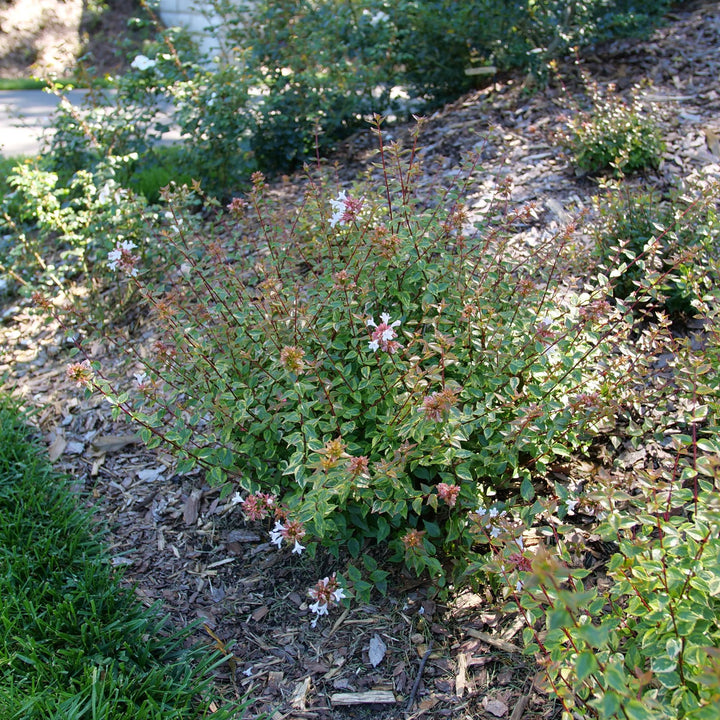 Brilliantina® Abelia (Abelia x grandiflora)