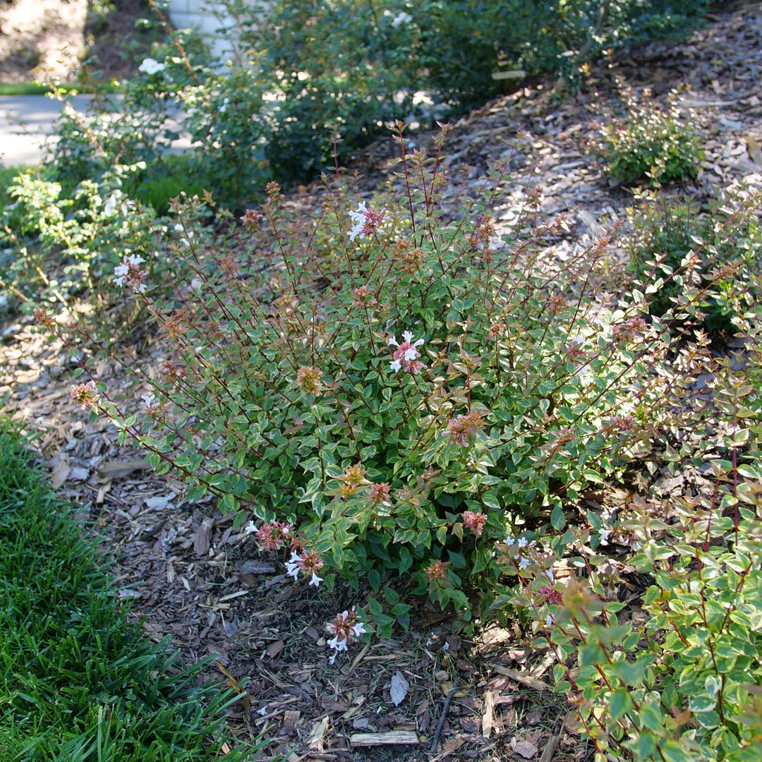 Abelia | Brilliantina® | Proven Winners® Shrubs – Proven Winners