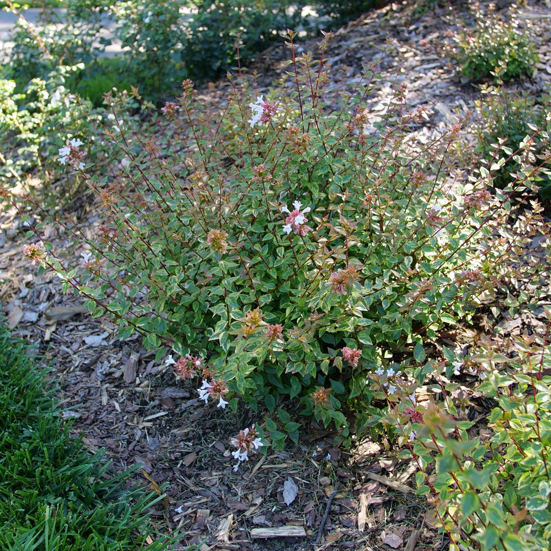 Brilliantina® Abelia (Abelia x grandiflora)
