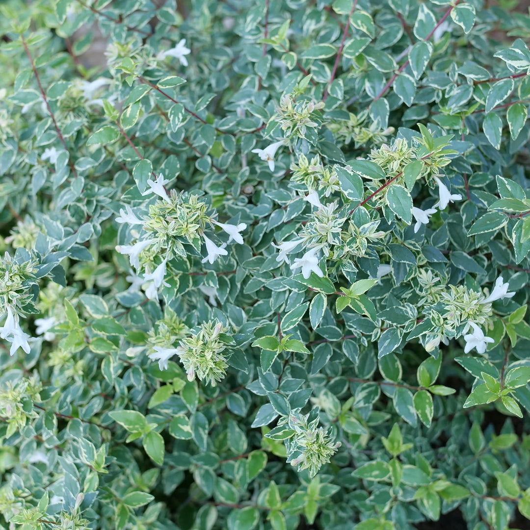 Mucho Gusto® Abelia (Abelia x grandiflora)