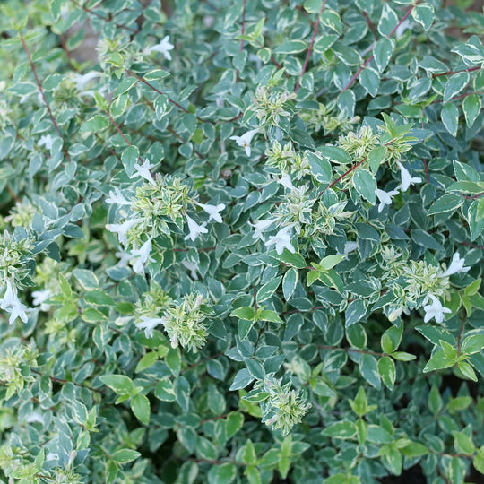 Mucho Gusto® Abelia (Abelia x grandiflora)