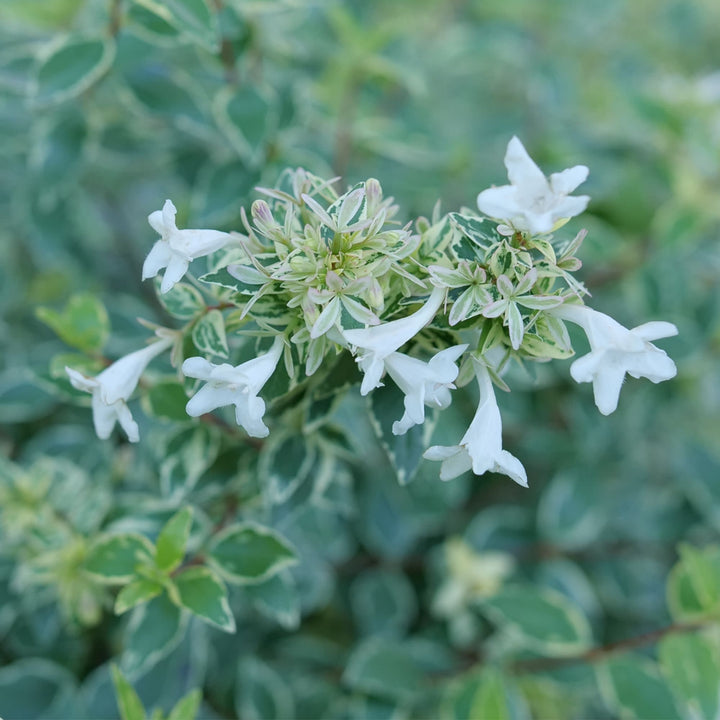Mucho Gusto® Abelia (Abelia x grandiflora)