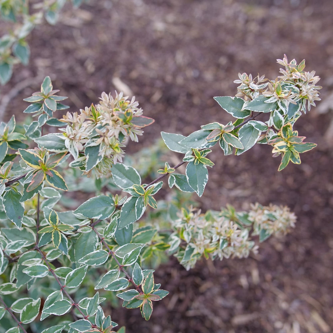 Mucho Gusto® Abelia (Abelia x grandiflora)