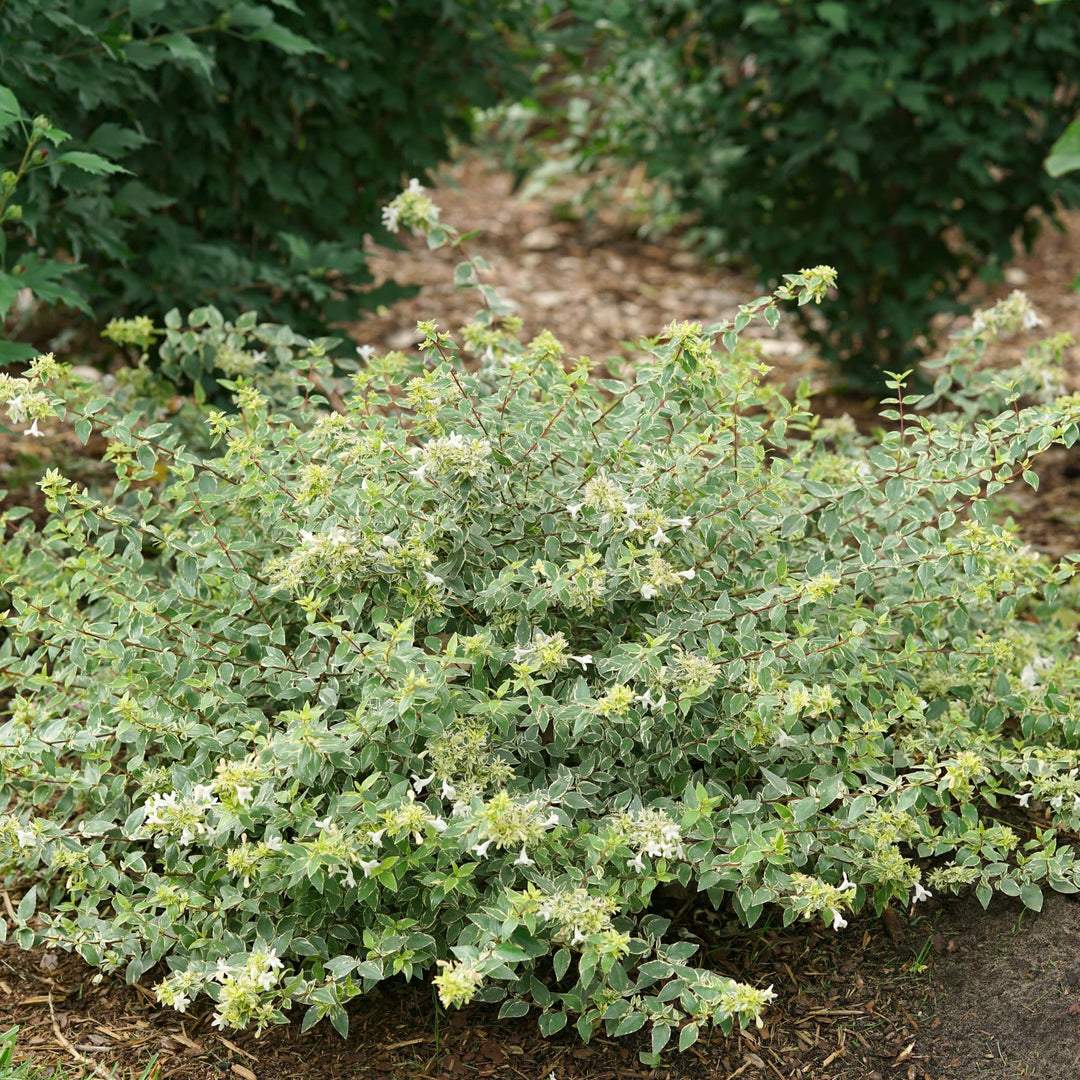 Mucho Gusto® Abelia (Abelia x grandiflora)
