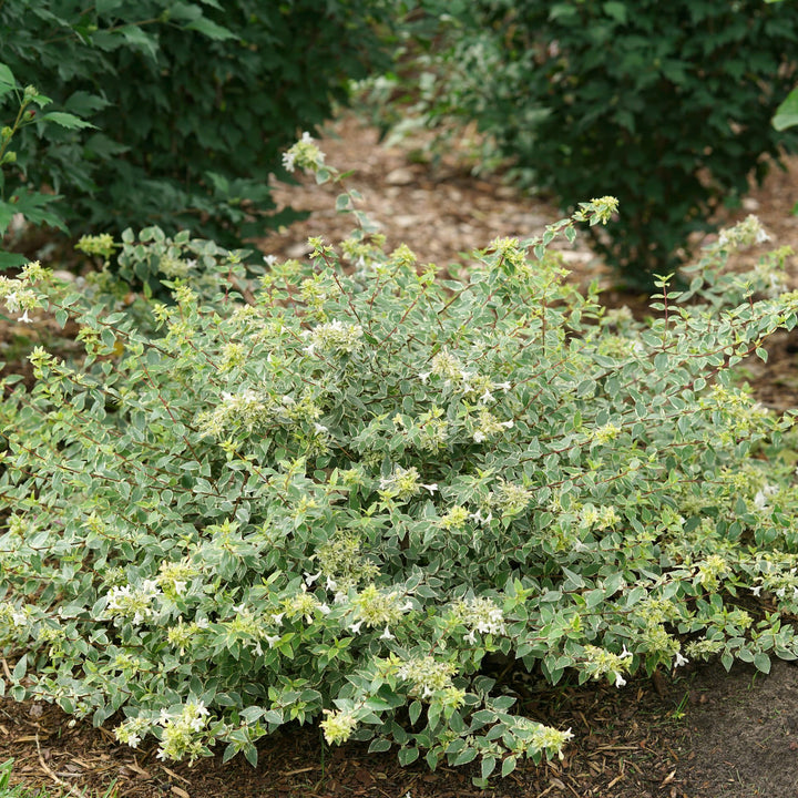Mucho Gusto® Abelia (Abelia x grandiflora)