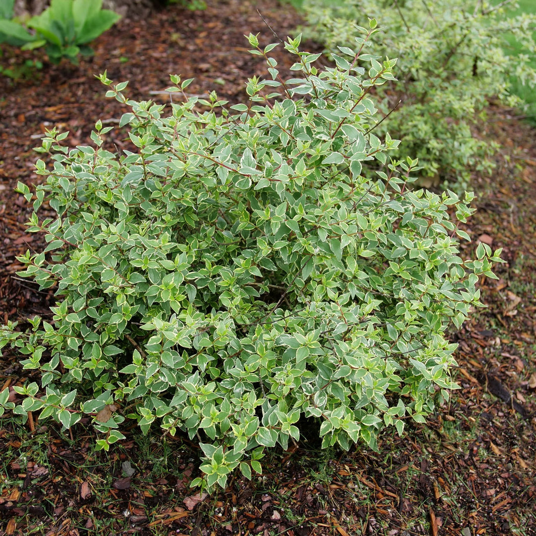 Mucho Gusto® Abelia (Abelia x grandiflora)
