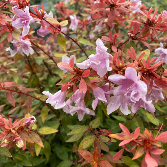 Poco Loco® Abelia (Abelia x grandiflora)