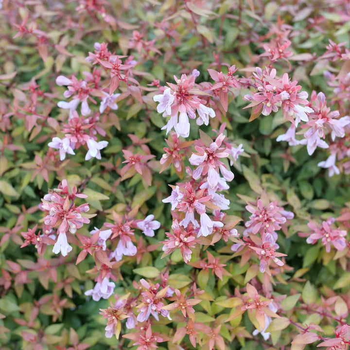 Poco Loco® Abelia (Abelia x grandiflora)