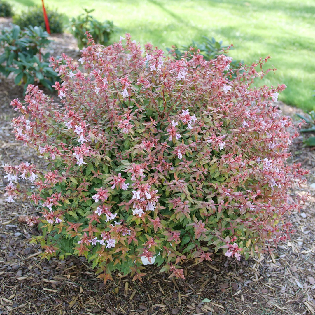 Poco Loco® Abelia (Abelia x grandiflora)