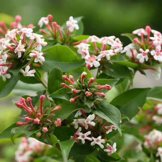 Sweet Emotion Blaze® Hardy Abelia (Abelia mosanensis)