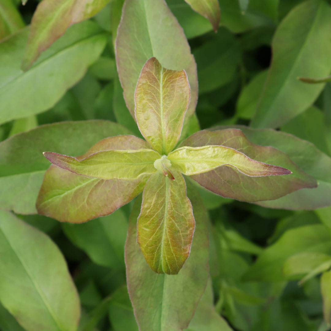 Sweet Emotion Blaze® Hardy Abelia (Abelia mosanensis)