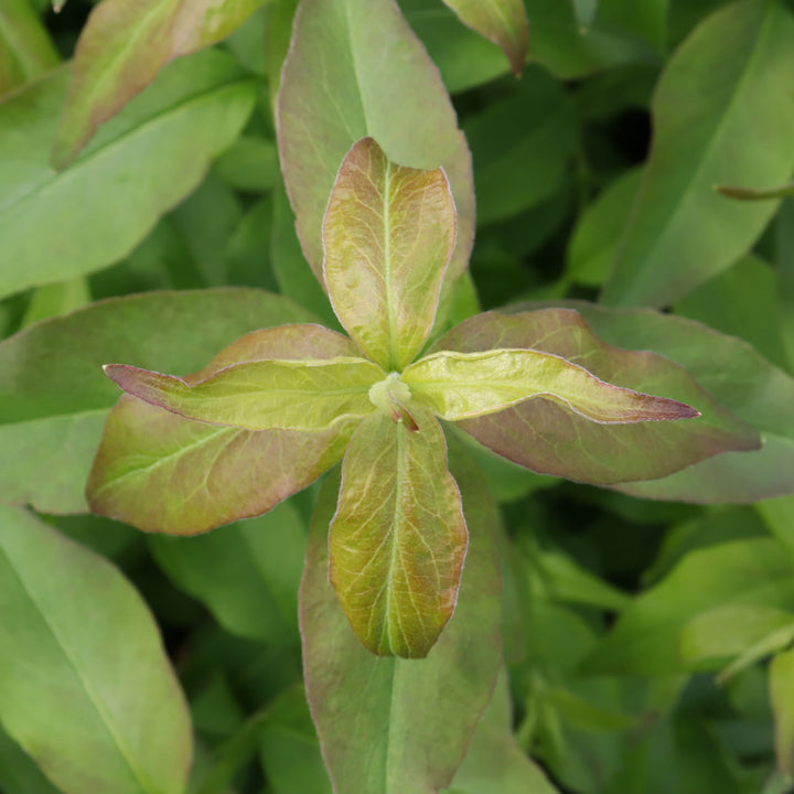 Sweet Emotion Blaze® Hardy Abelia (Abelia mosanensis)