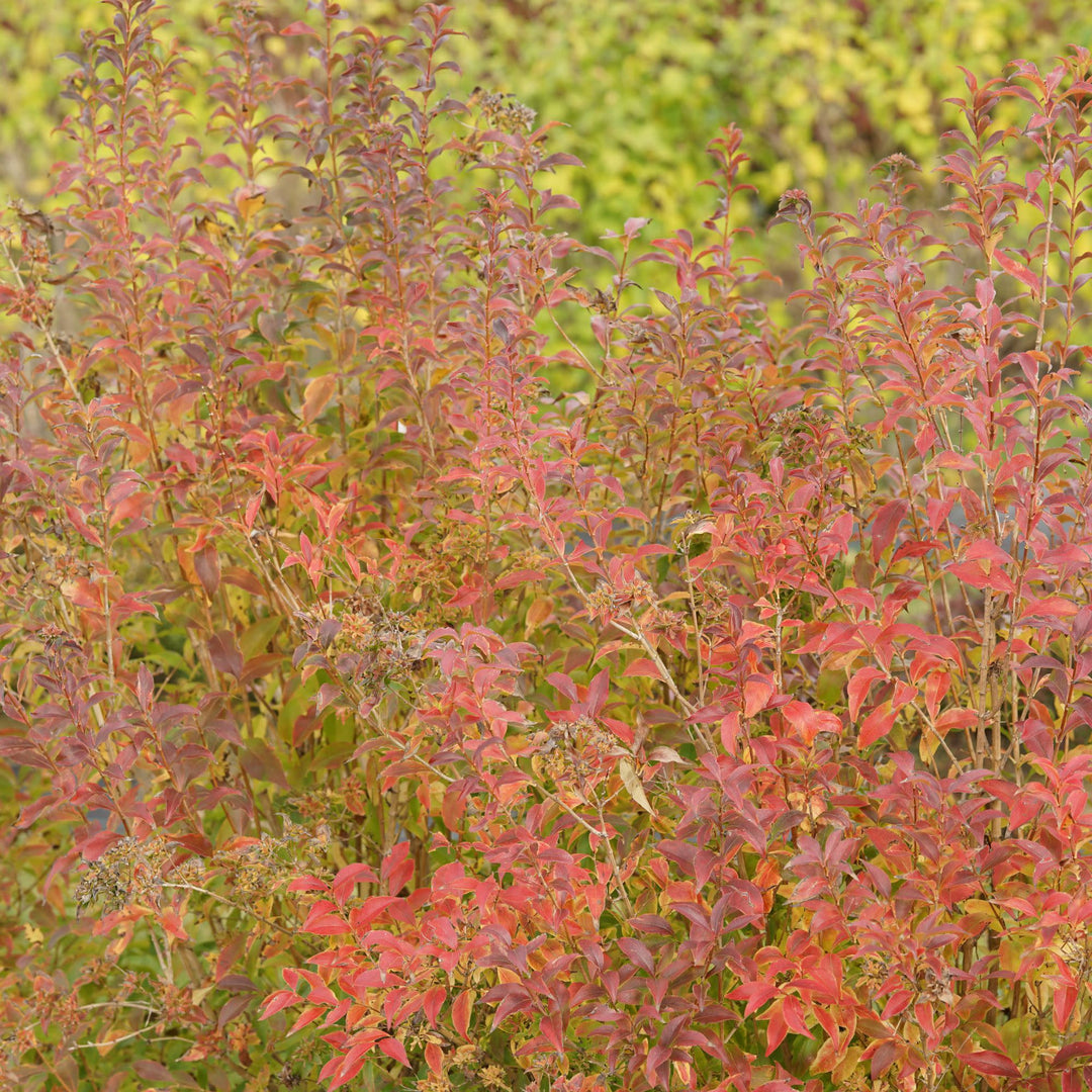 Sweet Emotion Blaze® Hardy Abelia (Abelia mosanensis)