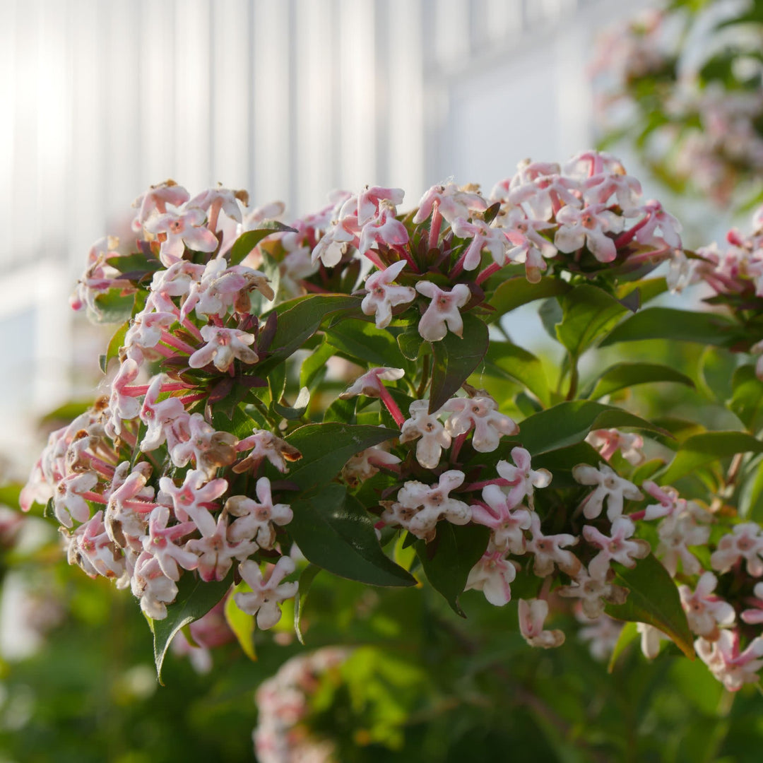 Hardy Abelia | Sweet Emotion Blaze® | Proven Winners® Shrubs