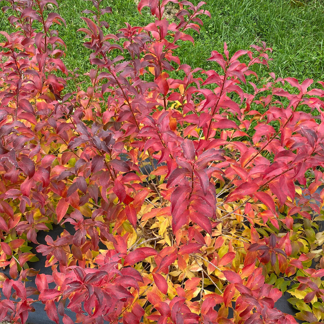 Hardy Abelia | Sweet Emotion Blaze® | Proven Winners® Shrubs