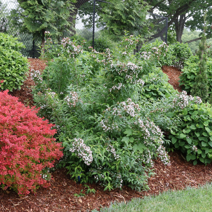 Hardy Abelia | Sweet Emotion Blaze® | Proven Winners® Shrubs