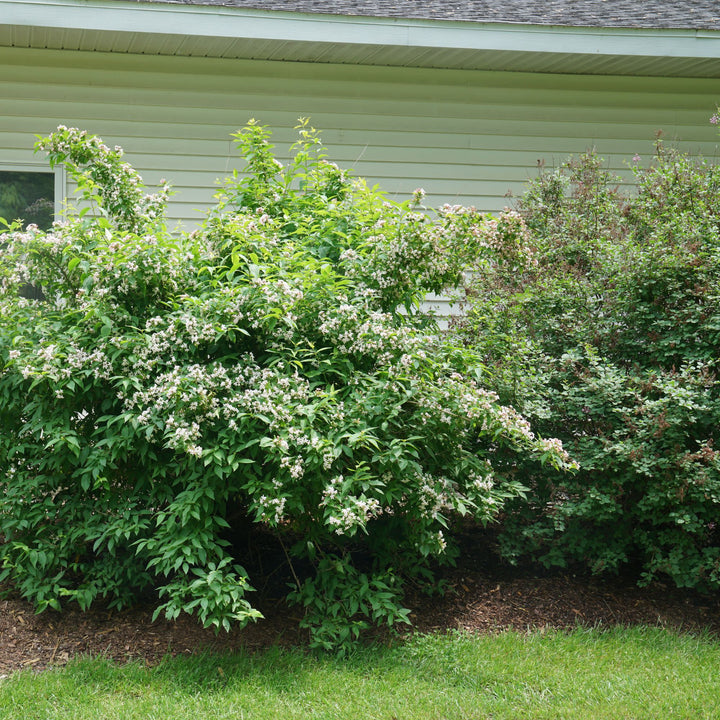 Sweet Emotion Blaze® Hardy Abelia (Abelia mosanensis)