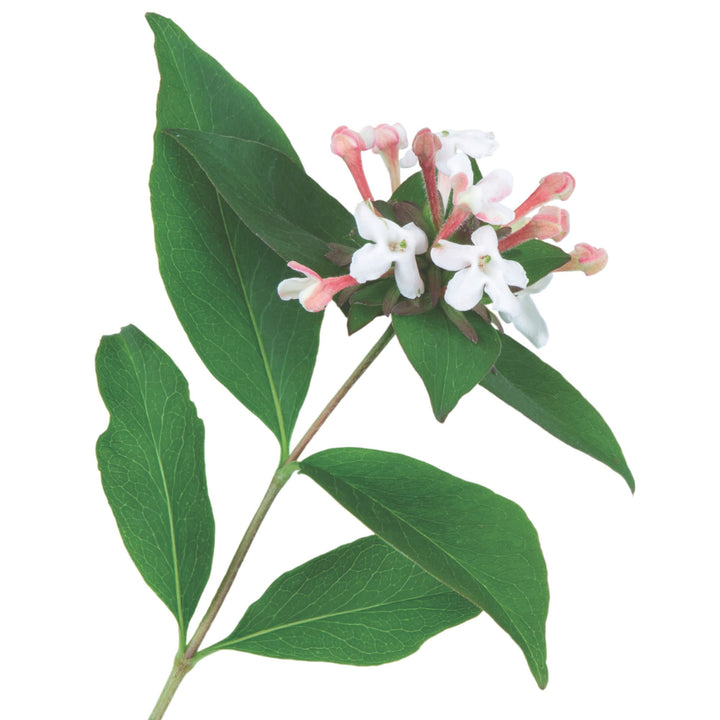Sweet Emotion Blaze® Hardy Abelia (Abelia mosanensis)