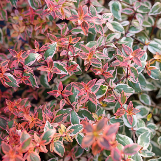 Tres Amigos® Abelia (Abelia x grandiflora)