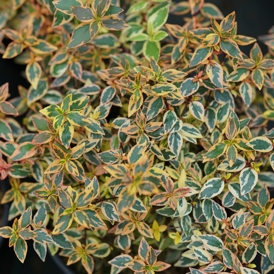 Tres Amigos® Abelia (Abelia x grandiflora)