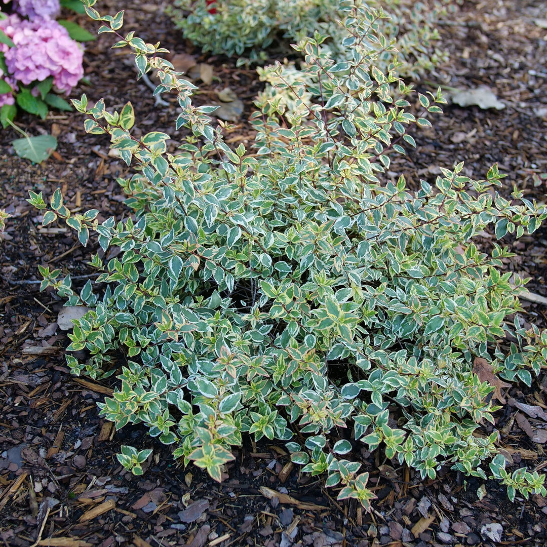 Tres Amigos® Abelia (Abelia x grandiflora)