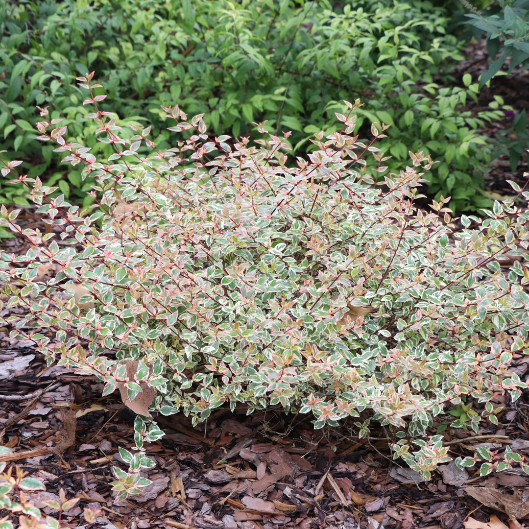 Tres Amigos® Abelia (Abelia x grandiflora)