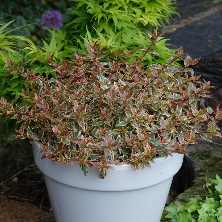 Tres Amigos® Abelia (Abelia x grandiflora)