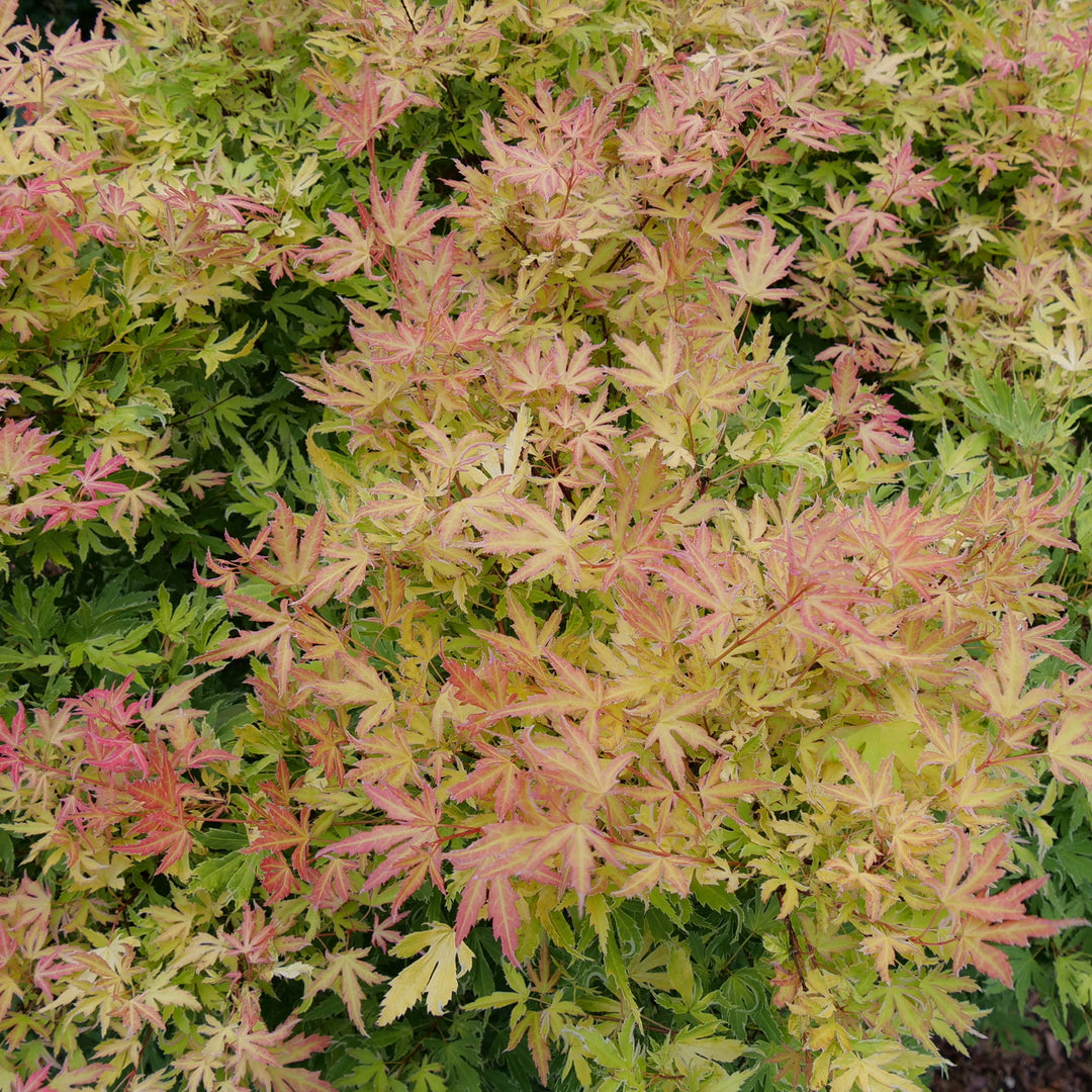Japanese Maple | Metamorphosa® | Proven Winners® Shrubs – Proven