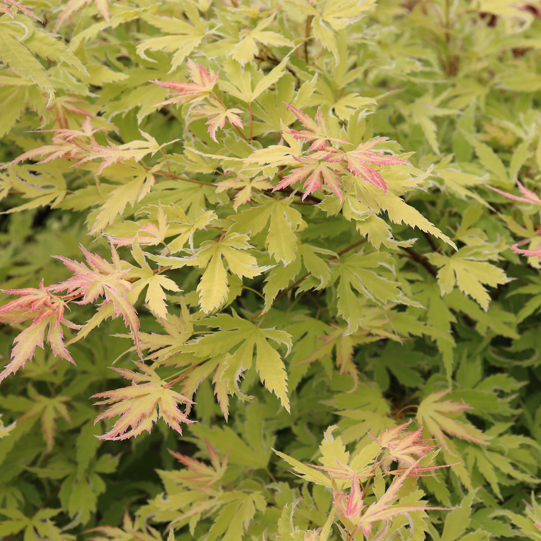 Japanese Maple | Metamorphosa® | Proven Winners® Shrubs – Proven