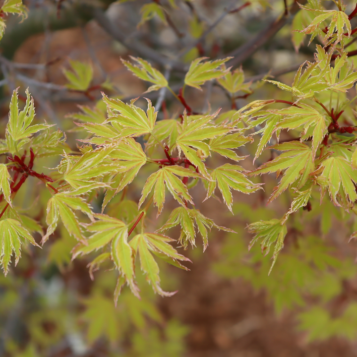 Japanese Maple | Metamorphosa® | Proven Winners® Shrubs – Proven