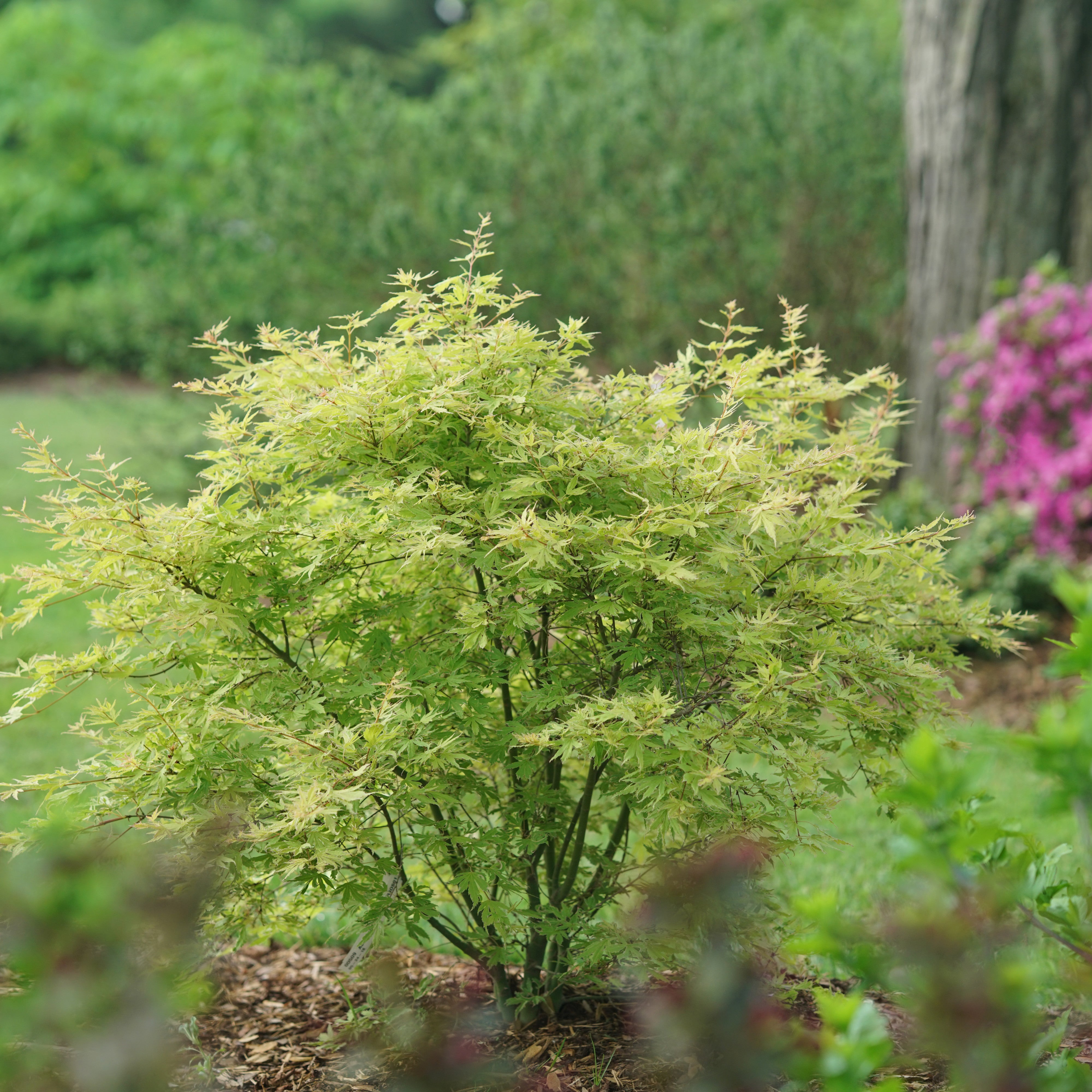 Japanese Maple | Metamorphosa® | Proven Winners® Shrubs – Proven