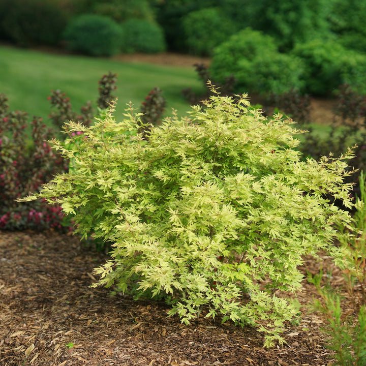 Japanese Maple | Metamorphosa® | Proven Winners® Shrubs – Proven