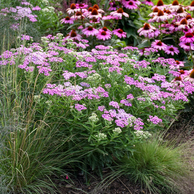 'Firefly Amethyst' 'Firefly Amethyst' Yarrow up close.